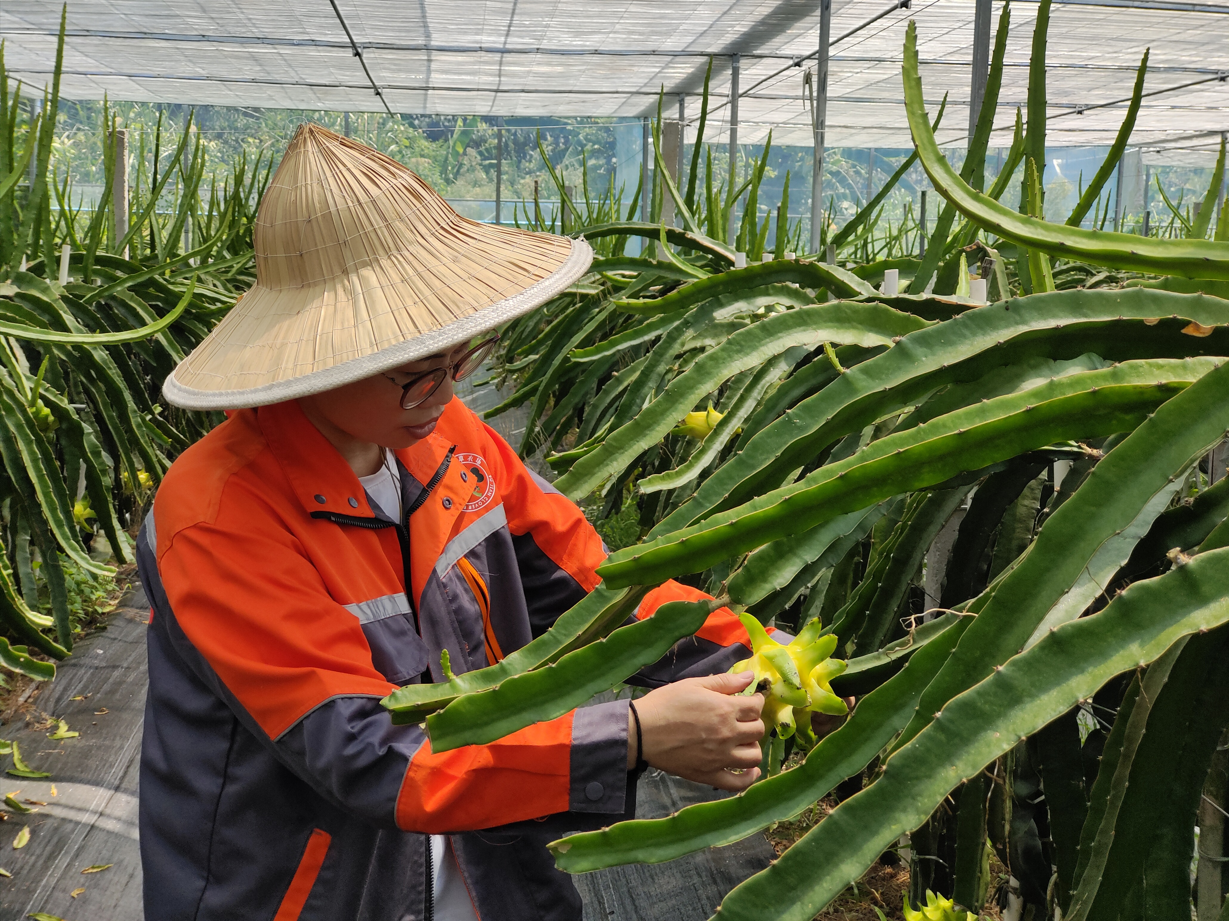 福清台湾农民创业园多措并举保障农业生产