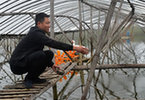 “80后福清哥”和500亩家庭农场 养虾放牧载果树