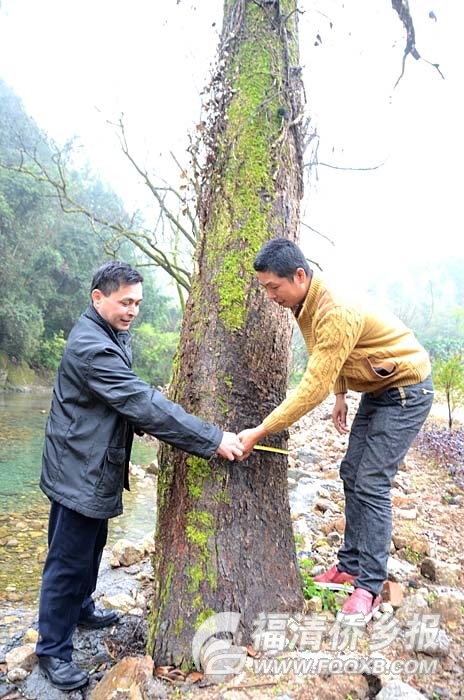 福清一都镇后溪村发现百年老漆树 树围达2.1米