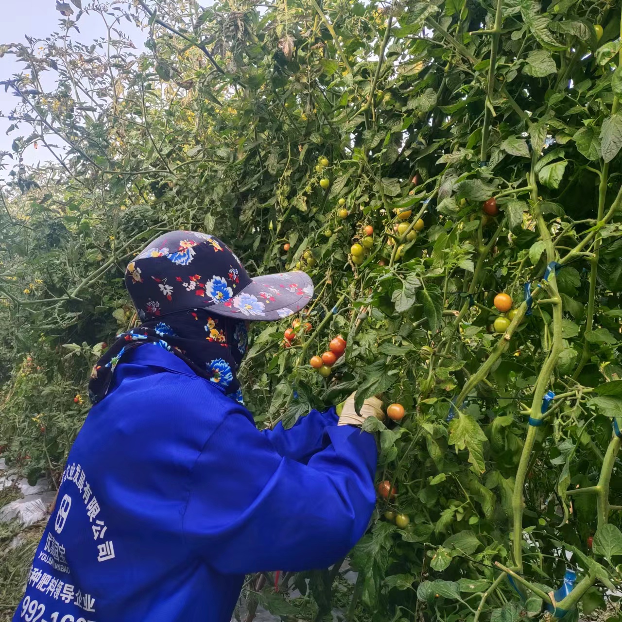 福清市聚力农机农民专业合作社试种千禧果获丰产