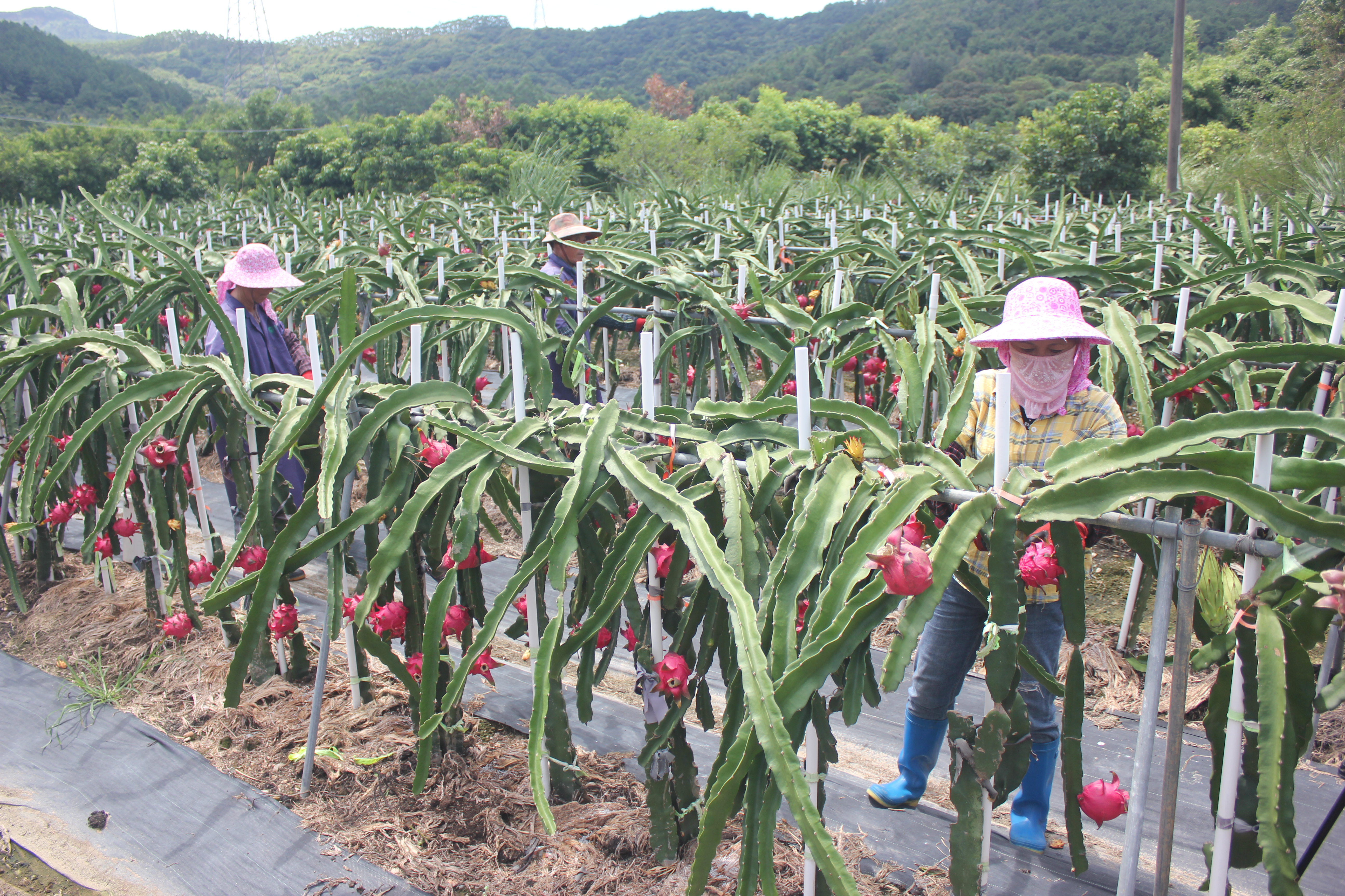 福清丰泽农牧200多亩火龙果进入采摘期