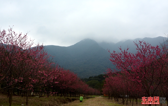 福清灵石山公园樱花图片